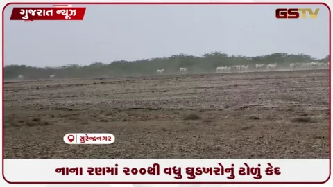 VIDEO: કચ્છના નાના રણમાં 200થી વધુ ઘુડખરોનું ટોળું કેમેરામાં કેદ થયું