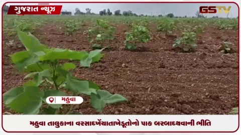 VIDEO: ભાવનગર: મહુવા તાલુકાના ૩૦ જેટલા ગામોમાં અલનીનોની અસરથી વરસાદ ખેંચાતા ખેડૂતોનો પાક બરબાદ થવાની ભીતિ