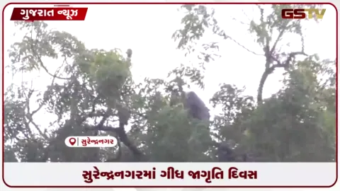 VIDEO: સુરેન્દ્રનગર જિલ્લામાં કુદરતી સફાઈ કામદાર ગીધ પક્ષીઓની ઘટતી સંખ્યા ચિંતાનો વિષય બનતા વન વિભાગ દ્વારા સર્વે હાથ ધરાયો