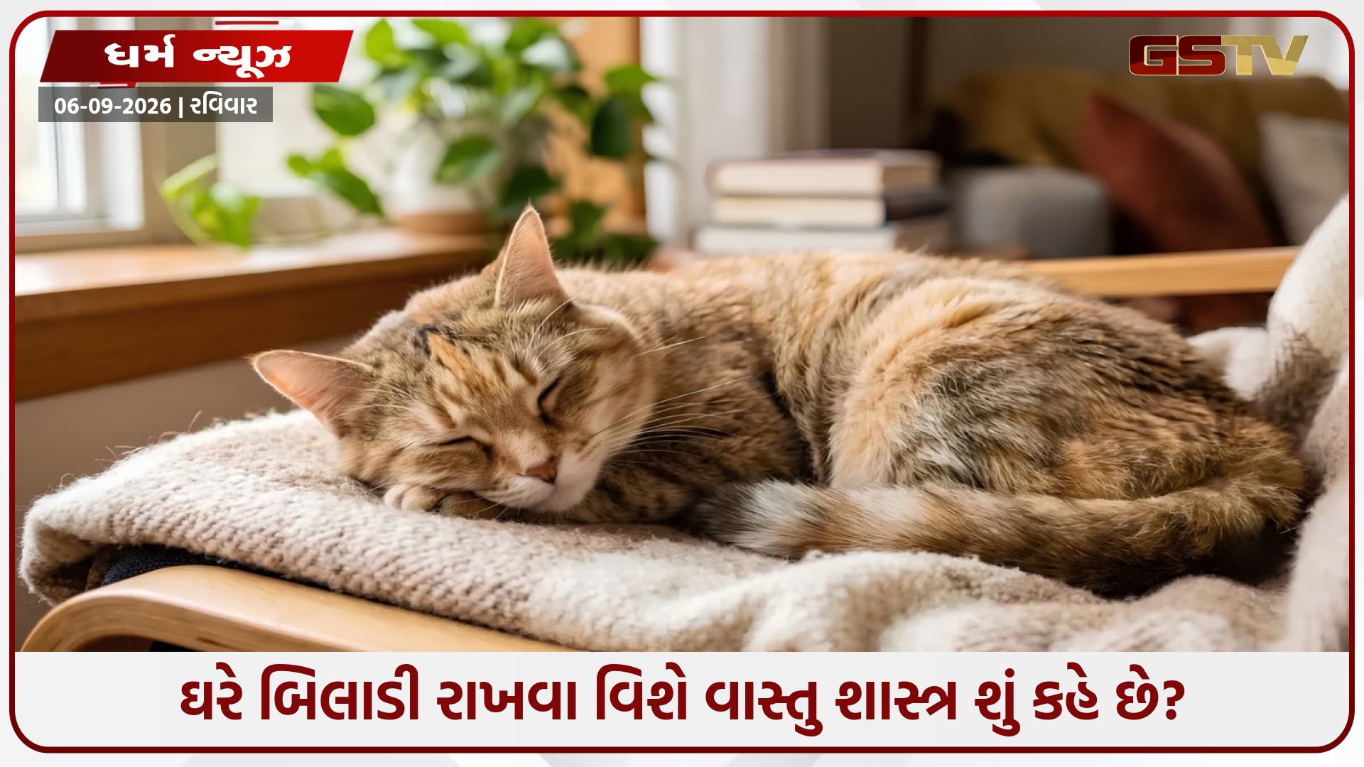 બિલાડી રાખતા પહેલા, આ વાસ્તુ નિયમો શીખો, નહીં તો વધી શકે છે નકારાત્મક ઉર્જા
