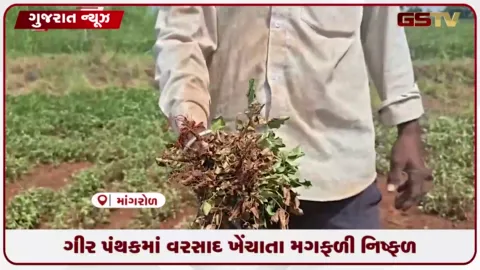 VIDEO: જૂનાગઢના ગીર પંથકમાં વરસાદ ખેંચાતા ખેડૂતો મુશ્કેલીમાં