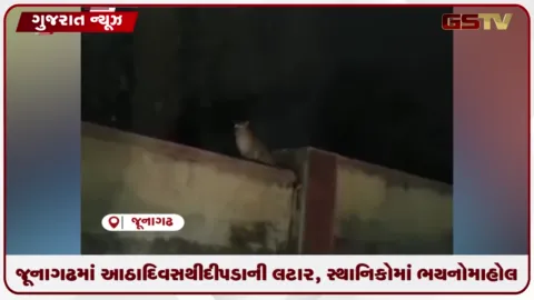 VIDEO: જૂનાગઢમાં આઠ દિવસથી દીપડાની લટાર, સ્થાનિકોમાં ભયનો માહોલ