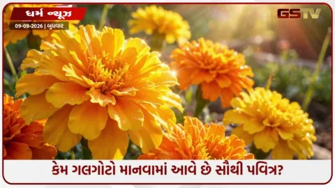VIDEO: પૂજામાં ગલગોટાનું ફૂલ ચઢાવવાના ફાયદા: જાણો કેમ દેવી-દેવતાઓને અત્યંત પ્રિય છે આ ફૂલ