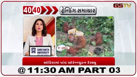 VIDEO: ઓડિશાના મયુરભંજમાંથી વન વિભાગે રાંકોથા જંગલમાંથી પાંચ વિદેશી ઓરેન્ગ્યુટન પ્રાણીઓને સુરક્ષિત રેસ્ક્યુ કર્યા.
