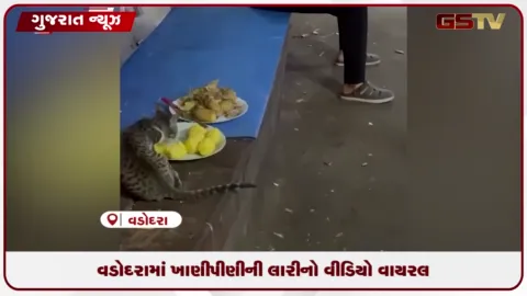 VIDEO: વડોદરાના સયાજીગંજ ડેરિડેન સર્કલ પાસે પાઉભાજી-સેન્ડવિચની લારી પર બિલાડી બટાકા ખાતી હોવાનો વીડિયો વાયરલ