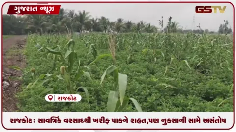 VIDEO: રાજકોટ: સાર્વત્રિક વરસાદથી ખરીફ પાકને રાહત,પણ નુકસાની સામે અસંતોષ
