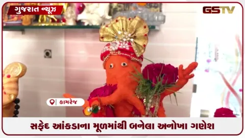 VIDEO: સુરતના કામરેજમાં સફેદ આકડાના મૂળમાંથી બનતા અનોખા અને વાતાવરણ અનુકૂળ ગણપતિની સ્થાપના.