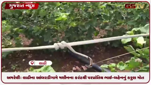 VIDEO: અમરેલી: લાઠીના આંબરડી ગામે મશીનના કરંટથી પરપ્રાંતિય ભાઈ-બહેનનું કરુણ મોત