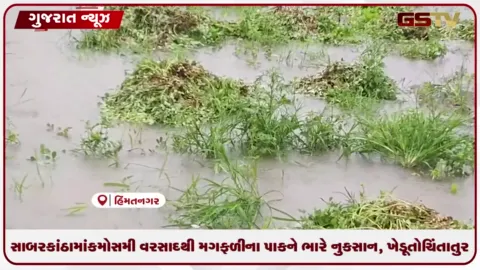 VIDEO: સાબરકાંઠામાં કમોસમી વરસાદથી મગફળીના પાકને ભારે નુકસાન, ખેડૂતો ચિંતાતુર