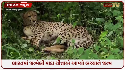 VIDEO: કૂનોમાં ચીત્તાના પરિવારમાં વધારો, ભારતમાં જન્મેલી માદા ચીત્તાએ આપ્યો ચાર બચ્ચાંને જન્મ