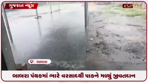 VIDEO: અમરેલી જિલ્લાના બાબરા સહિતના ગ્રામ્ય વિસ્તારોમાં સાંબાલેધાર વરસાદથી પાકને થશે મોટો ફાયદો