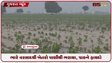 VIDEO: અમરેલીના સાવરકુંડલા ગ્રામ્યમાં ધોધમાર વરસાદથી ખેતરોમાં પાણી વહ્યા, પાકને મોટો ફાયદો