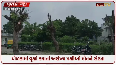 VIDEO: Ahmedabad / ધોળકામાં વૃક્ષો કપાતાં અસંખ્ય પક્ષીઓ મોતને ભેટ્યા, તંત્રની અમાનવીય કામગીરી સામે લોકોમાં રોષ