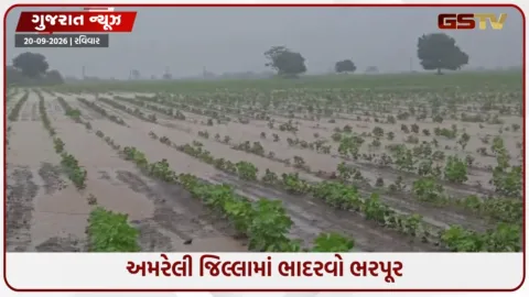 VIDEO: અમરેલી જિલ્લામાં ભારે વરસાદની આગાહી વચ્ચે મેઘમહેર, ખેડૂતોમાં હર્ષની લાગણી