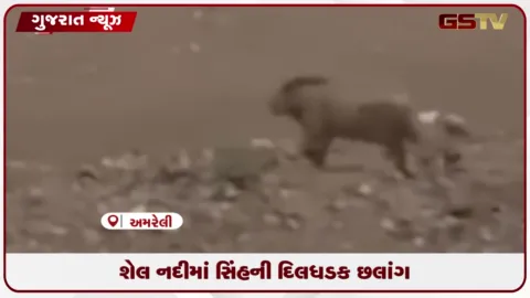 VIDEO: ધારીની શેલ નદીમાં સિંહે લગાવી અદભુત છલાંગ, રોમાંચક વીડિયો સોશિયલ મીડિયામાં વાયરલ