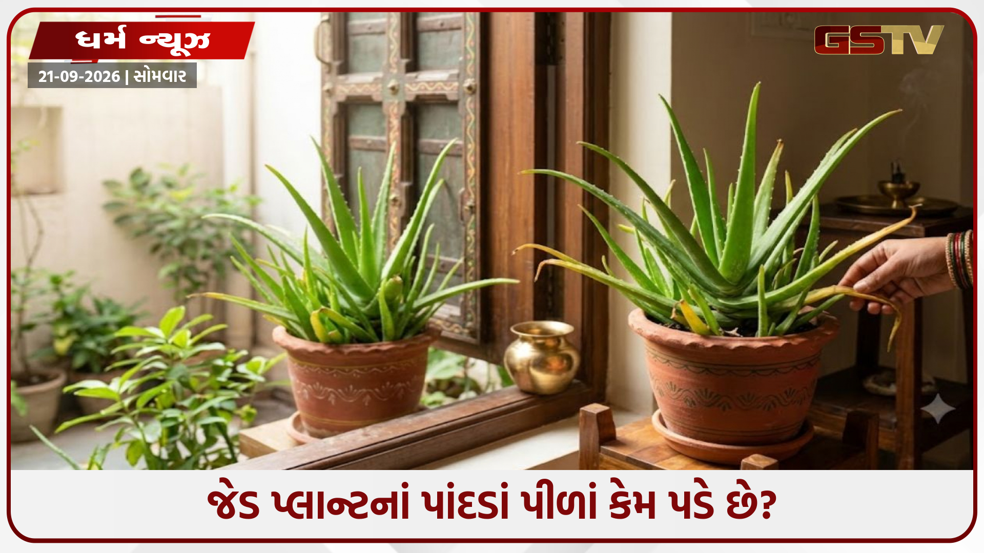 જેડ પ્લાન્ટનાં પાંદડાં પીળાં કેમ પડે છે? જાણો વાસ્તુ-ફેંગ શુઇ માન્યતાઓ અને છોડની સાચી સંભાળની રીત