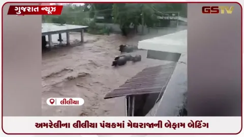 VIDEO: અમરેલીના લીલીયા પંથકમાં મેઘરાજાની બેફામ બેટિંગ: ભોરીંગડા ગામની શેરીઓમાં નદીની જેમ વહ્યા પાણીના પ્રવાહ
