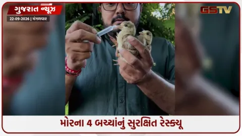 VIDEO: Ahmedabad / અસારવામાં માતાથી વિખૂટા પડેલા મોરના ચાર બચ્ચાંનું સુરક્ષિત રેસ્ક્યૂ; વન વિભાગને સોંપાયા