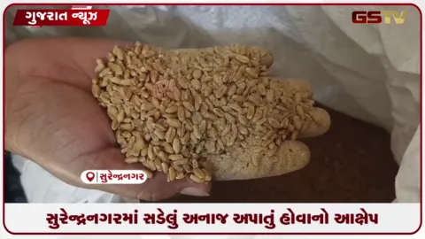 VIDEO: સુરેન્દ્રનગરમાં સડેલું અનાજ અપાતું હોવાનો આક્ષેપ