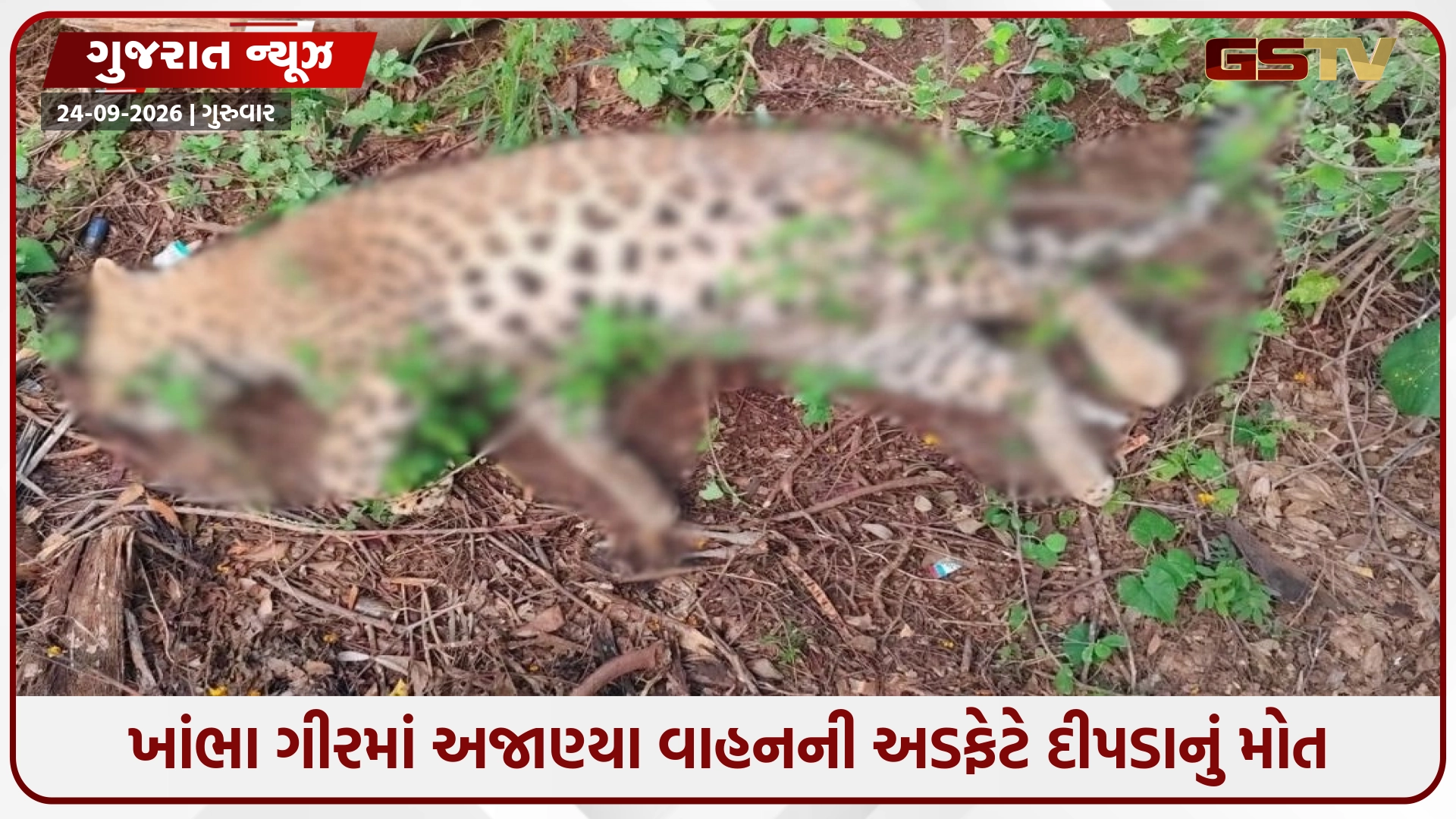 Amreli / ખાંભા ગીરના ખડાધાર-બોરાળા રોડ પર અજાણ્યા વાહનની ટક્કરે દીપડાનું મોત, વન વિભાગે તપાસ શરૂ કરી