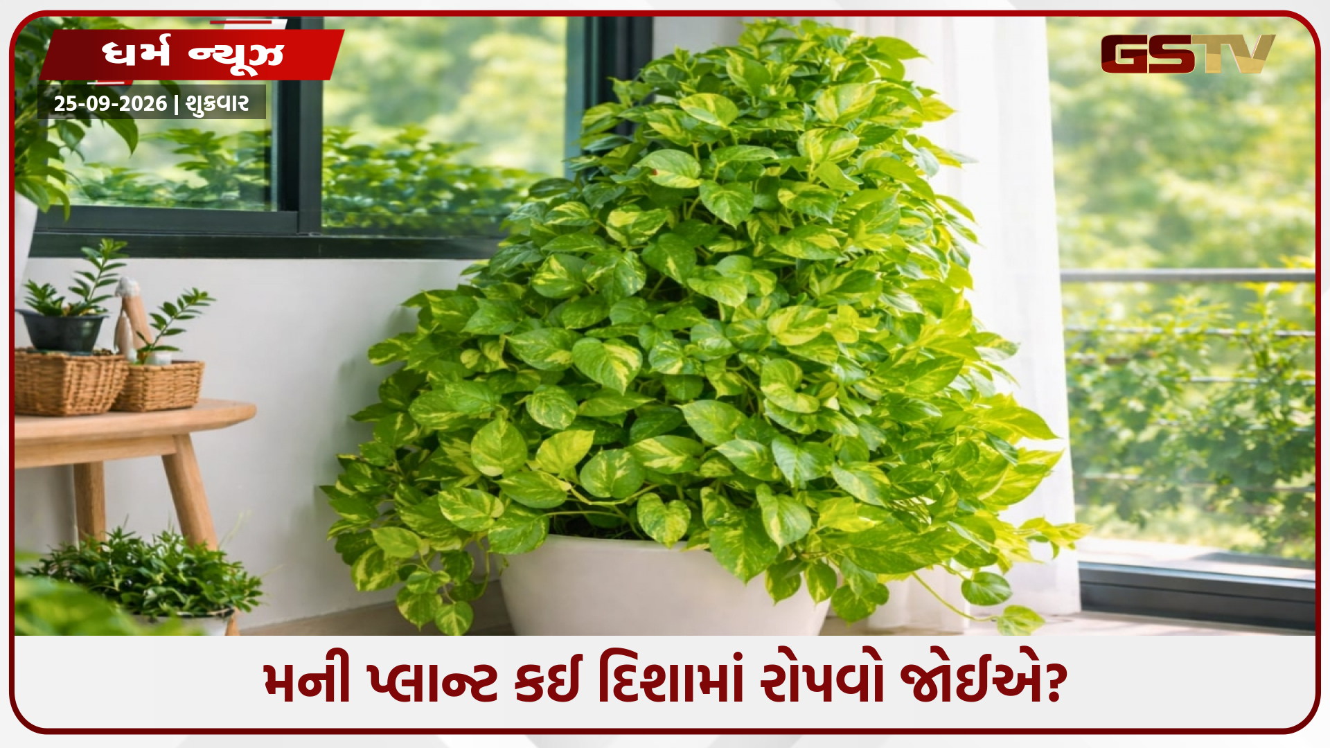 જો તમારા ઘરમાં મની પ્લાન્ટ પીળો પડી રહ્યો હોય, તો વાસ્તુમાં શું છે તેનો અર્થ?