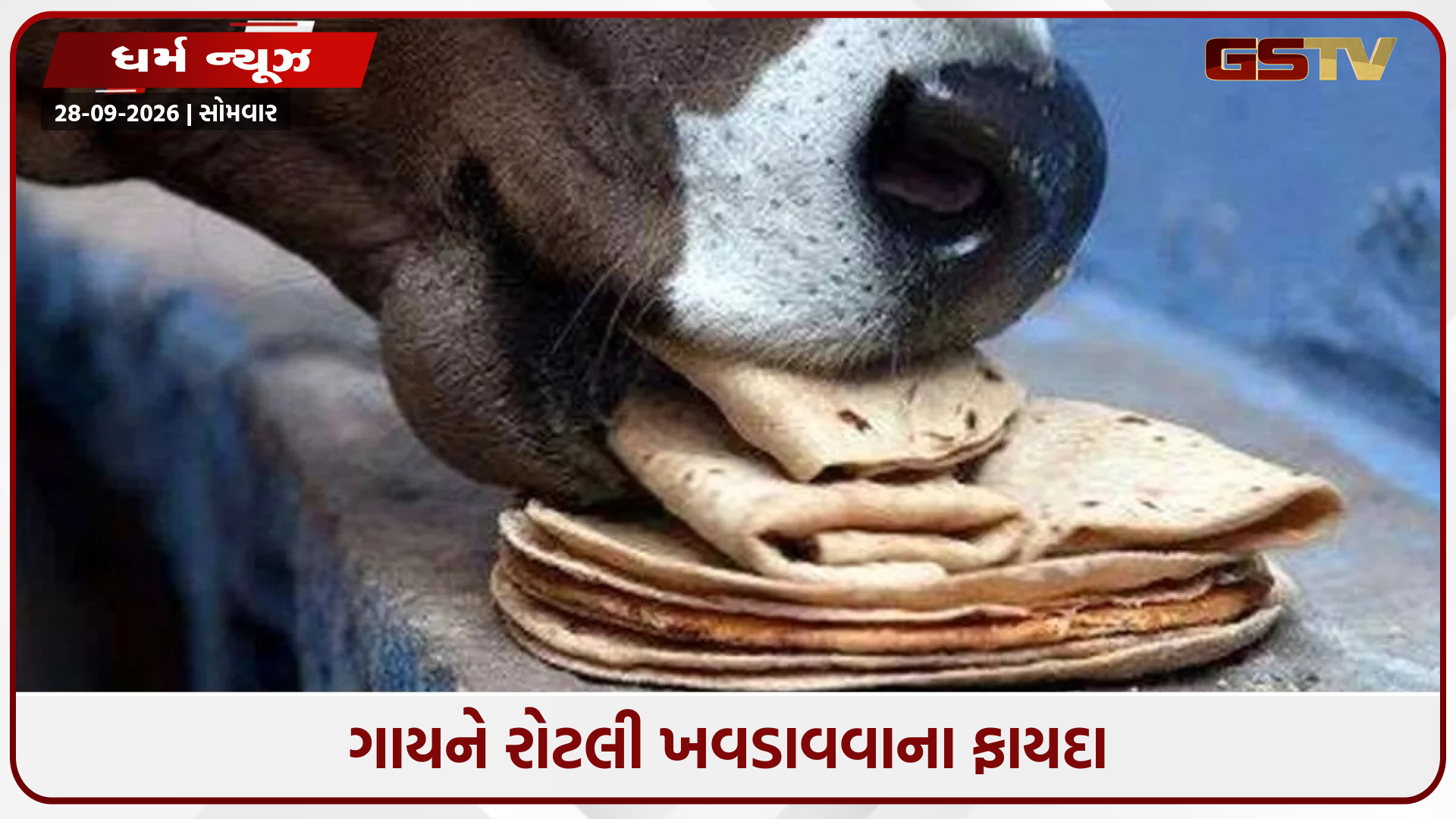 ગાયને પહેલી રોટલી ખવડાવવાથી મળે છે સુખ-સમૃદ્ધિ, જાણો શાસ્ત્રોમાં જણાવેલા ફાયદા