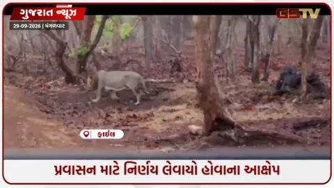 VIDEO: સિંહોના સંવનન કાળના ભોગે 13 દિવસ વહેલી શરૂ થશે સફારી, વનપ્રેમીઓ લાલઘૂમ!