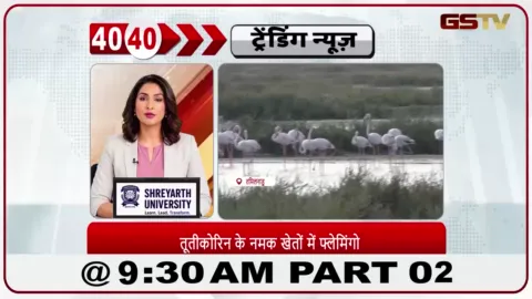 VIDEO: तुथुकुडी के नमक के मैदानों में हज़ारों गुलाबी फ्लेमिंगो के आने से कुदरती खूबसूरती में जान आ गई