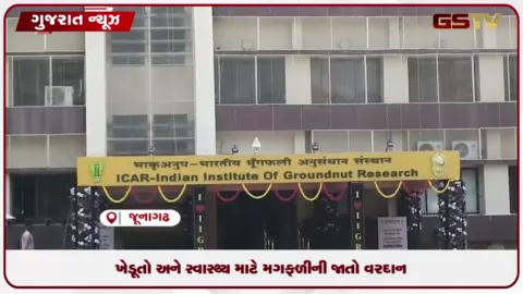 VIDEO: જૂનાગઢ મગફળી સંશોધન કેન્દ્રની સફળતા, 'ગિરનાર ૪' અને 'ગિરનાર ૫' જાતો વિકસાવી
