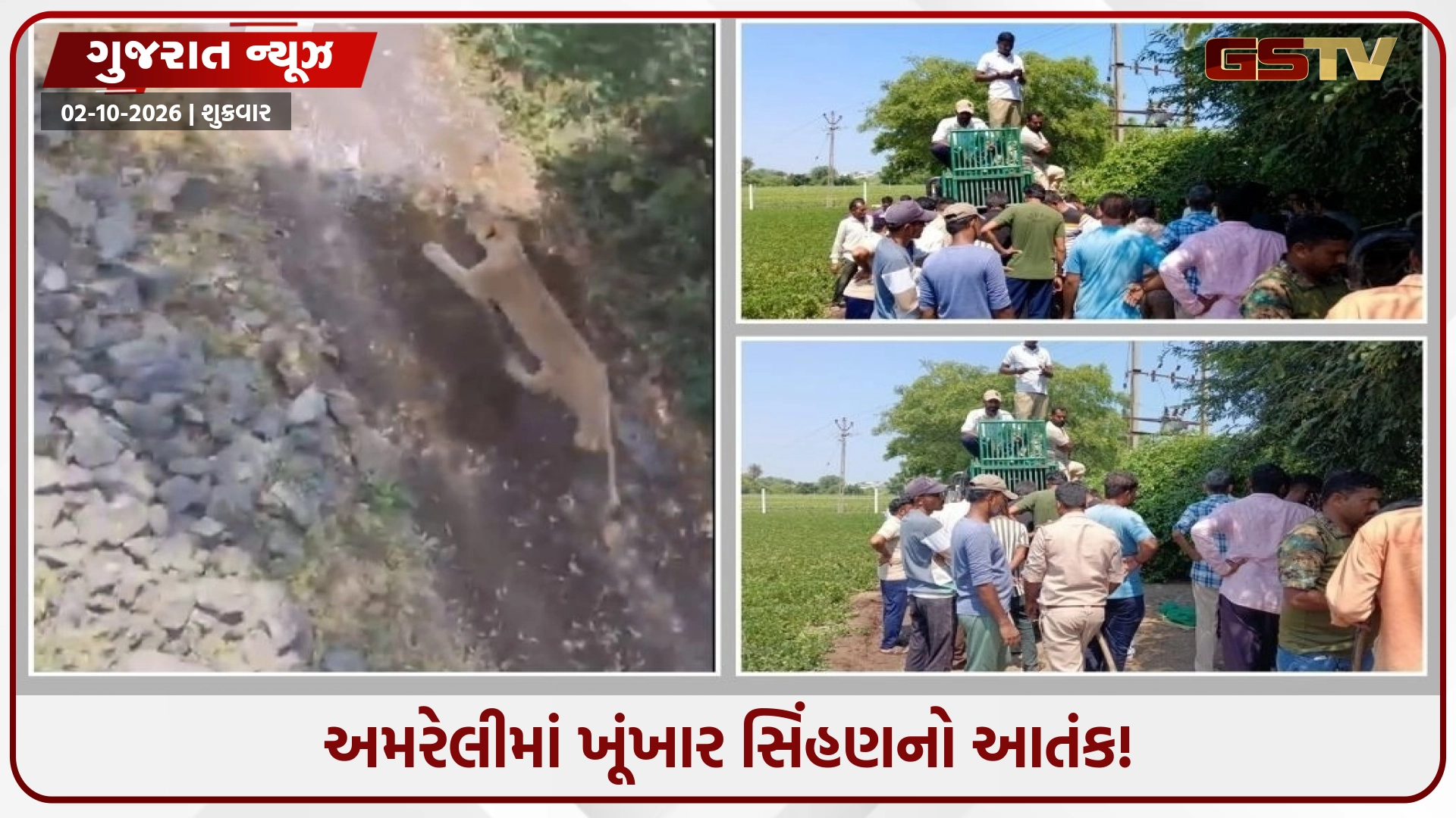 Amreliના વડિયામાં સિંહણનો આતંક; 12 કલાકમાં ફોરેસ્ટ ગાર્ડ સહિત ૫ લોકો પર હુમલો