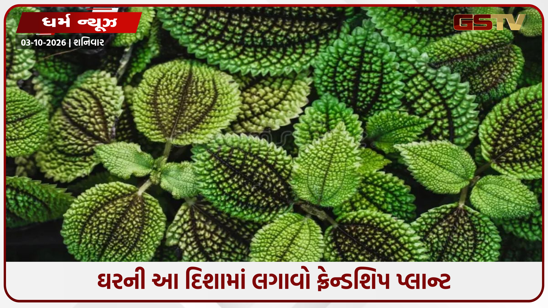 ઘરની આ ખાસ દિશામાં વાવો ફ્રેન્ડશિપ પ્લાન્ટ, વાસ્તુ મુજબ ચુંબકની જેમ ખેંચાઈ આવશે ધન-સંપત્તિ!