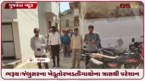 VIDEO: ભરૂચ: જંબુસરના ખેડૂતો રખડતી ગાયોના ત્રાસથી પરેશાન, નગરપાલિકાને આવેદનપત્ર આપી આંદોલનની ચીમકી
