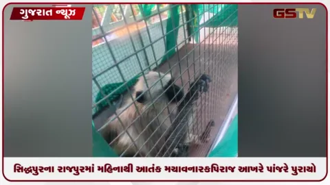 VIDEO: સિદ્ધપુરના રાજપુરમાં એક મહિનાથી આતંક મચાવનાર વાંદરો આખરે પાંજરે પુરાયો, સ્થાનિકોએ લીધો રાહતનો શ્વાસ