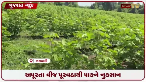 VIDEO: નસવાડીના જીતપુરામાં સિંચાઈ માટે વીજળી ન મળતા ખેડૂતોએ સૂત્રોચ્ચાર સાથે વિરોધ દર્શાવ્યો
