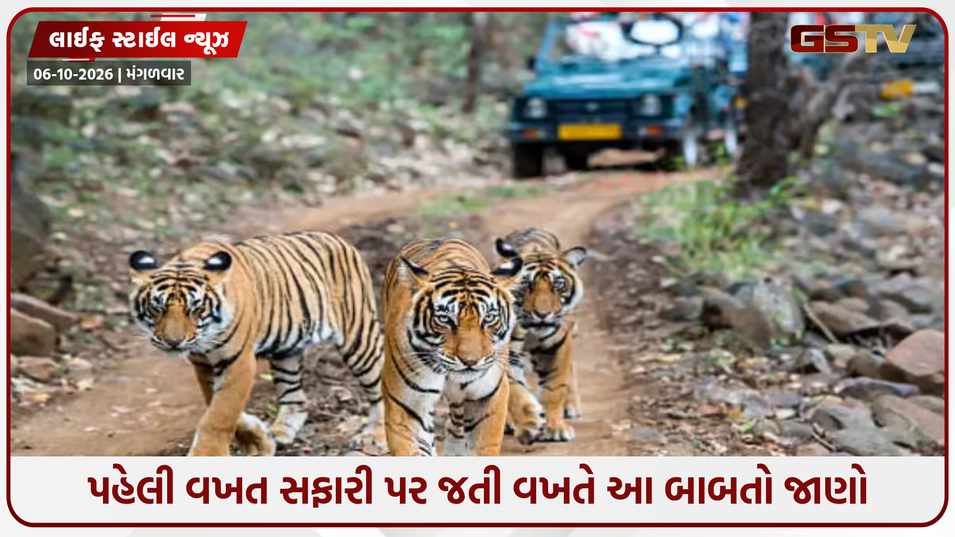 જંગલ સફારીનું આયોજન કરી રહ્યા છો? રાષ્ટ્રીય ઉદ્યાનની મુલાકાત લેતા પહેલા આ મહત્ત્વપૂર્ણ બાબતો જાણો