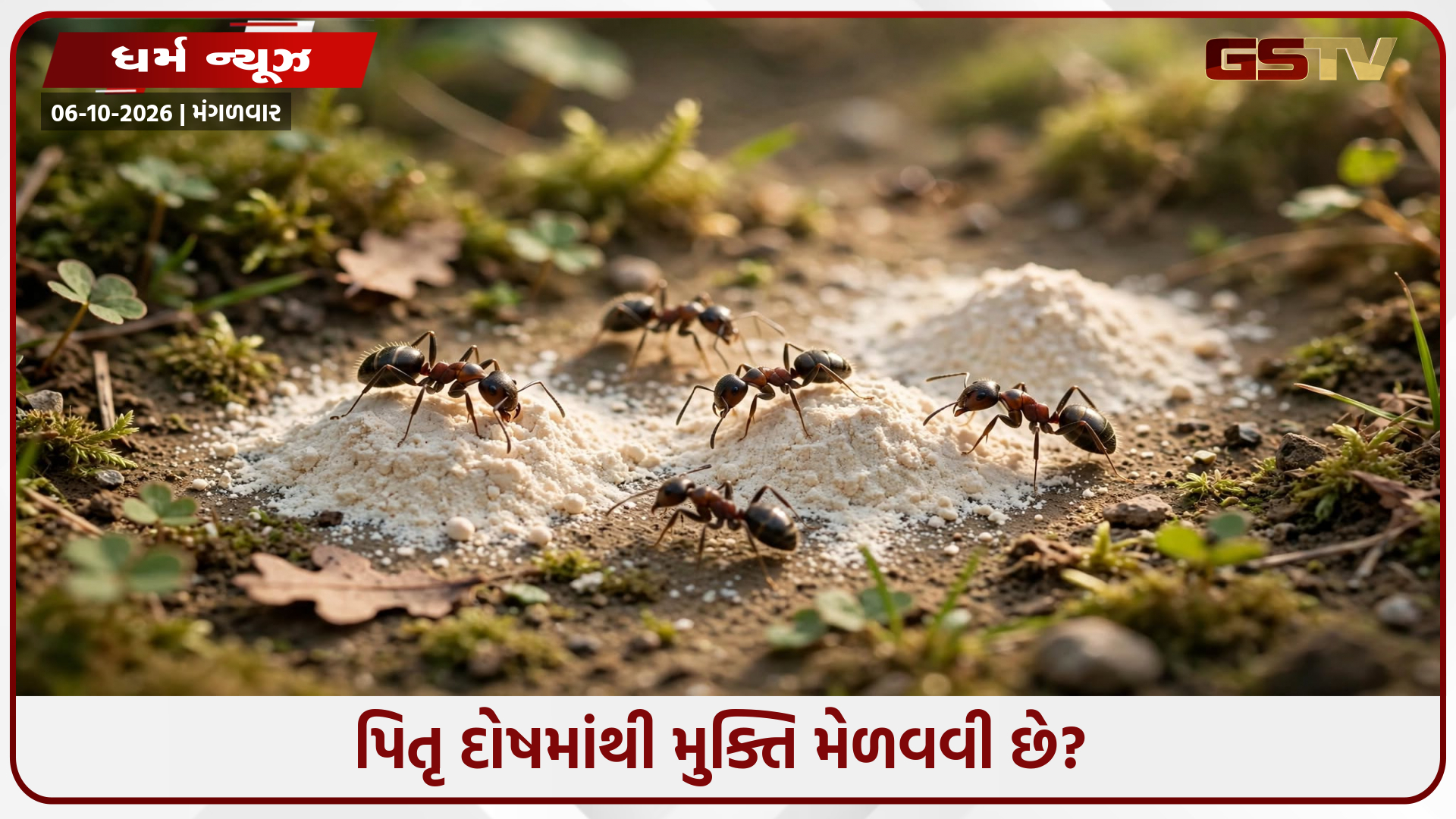 પિતૃ પક્ષમાં કીડીઓને લોટ કેમ નાખવામાં આવે છે? જાણો ગરુડ પુરાણનું ચોંકાવનારું રહસ્ય!