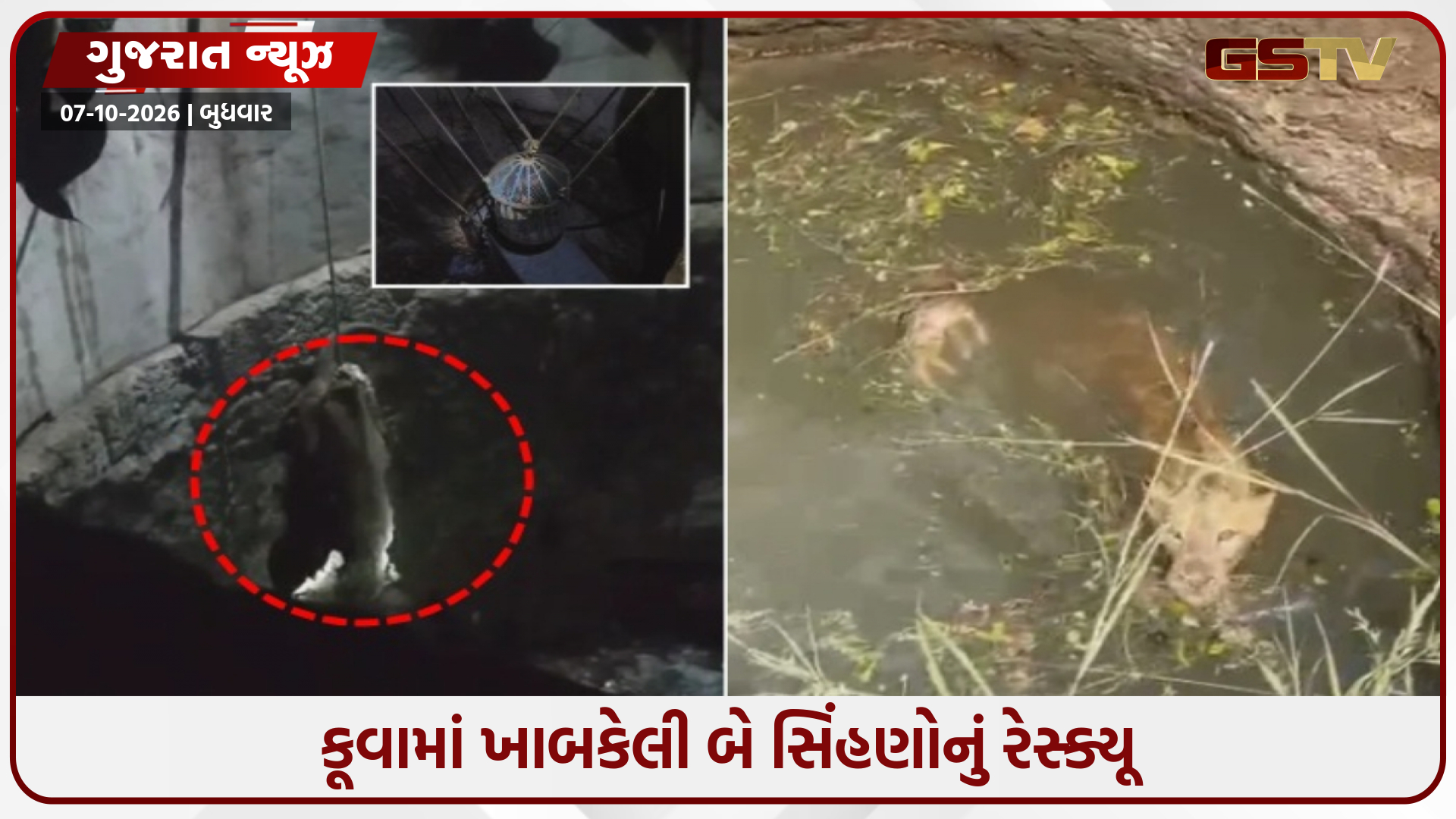 અમરેલી જિલ્લામાં 24 કલાકમાં બે સિંહણ કૂવામાં ખાબકી, વન વિભાગે હાથ ધર્યું રેસ્ક્યૂ ઓપરેશન