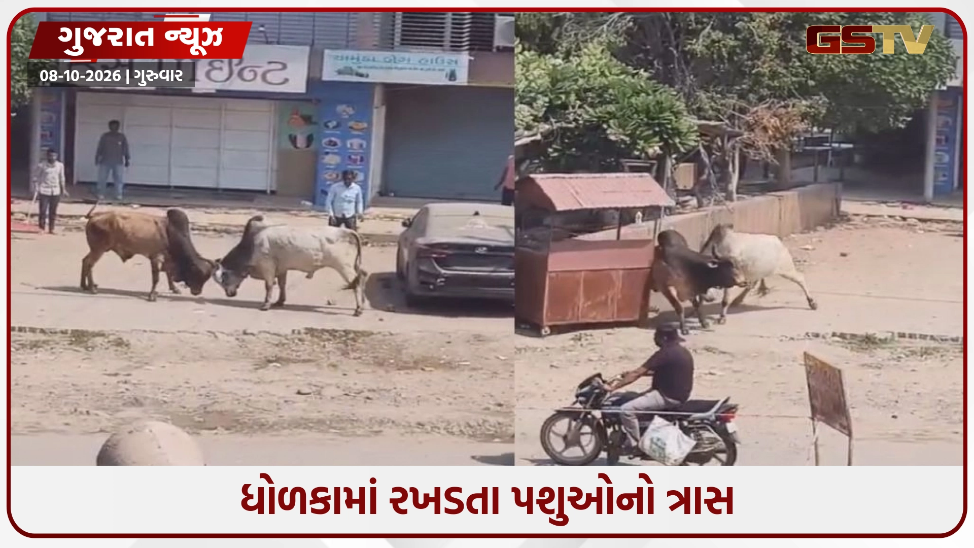 Ahmedabad / ધોળકામાં રખડતા પશુઓનો ત્રાસ; આખલા યુદ્ધથી વેપારીઓ અને રહીશોમાં ભયનો માહોલ