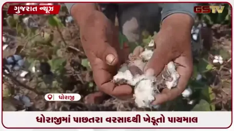 VIDEO: ધોરાજીમાં પાછતરા વરસાદથી ખેડૂતો પાયમાલ