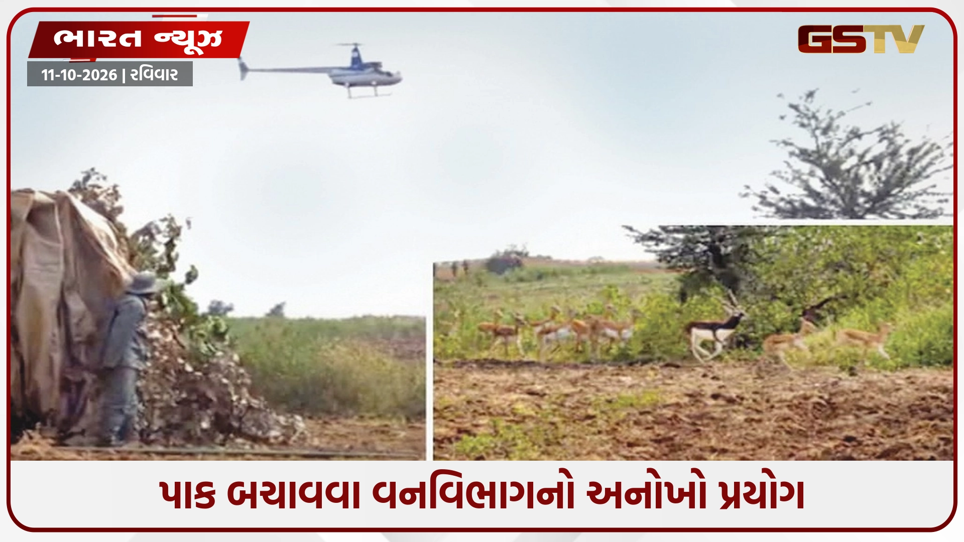હેલિકોપ્ટરથી નીલગાય અને કાળિયારનું રેસ્ક્યૂ: આફ્રિકન ટેકનિકથી 200 લોકોની ટીમનું મેગા ઓપરેશન