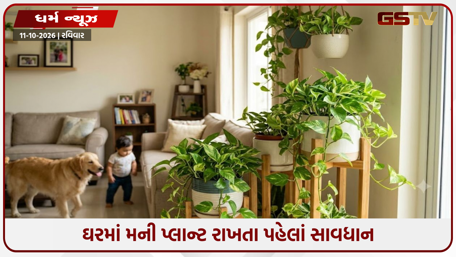 ઘરમાં મની પ્લાન્ટ રાખતા પહેલાં સાવધાન: ભૂલથી પણ આ ૮ જગ્યાએ ન મુકતા, જાણો સાચી દિશા અને સંભાળની રીત